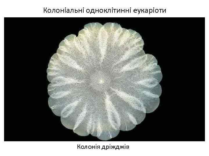 Колоніальні одноклітинні еукаріоти Колонія дріжджів 