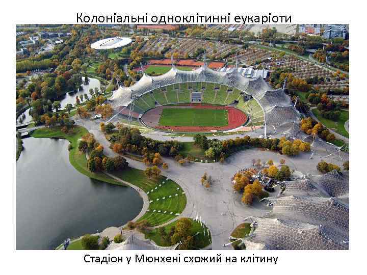 Колоніальні одноклітинні еукаріоти Стадіон у Мюнхені схожий на клітину 