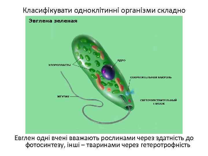 Класифікувати одноклітинні організми складно Евглен одні вчені вважають рослинами через здатність до фотосинтезу, інші