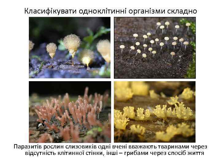 Класифікувати одноклітинні організми складно Паразитів рослин слизовиків одні вчені вважають тваринами через відсутність клітинної