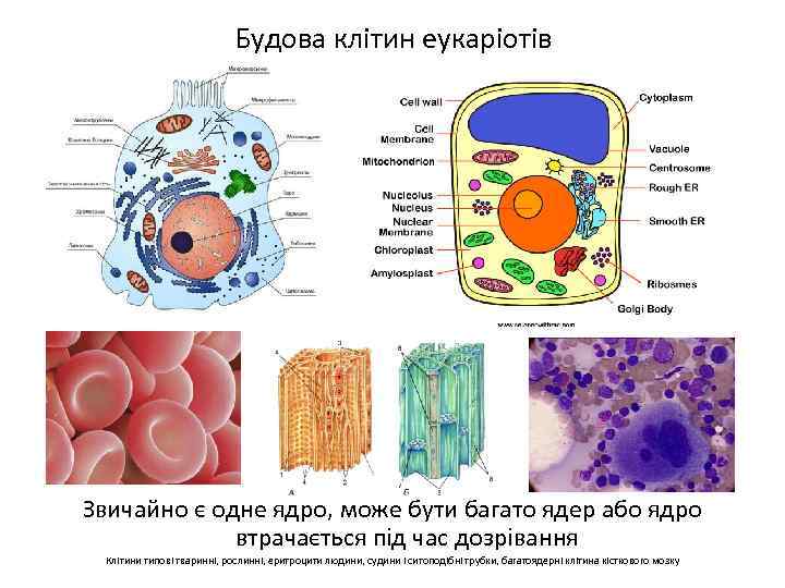 Будова клітин еукаріотів Звичайно є одне ядро, може бути багато ядер або ядро втрачається