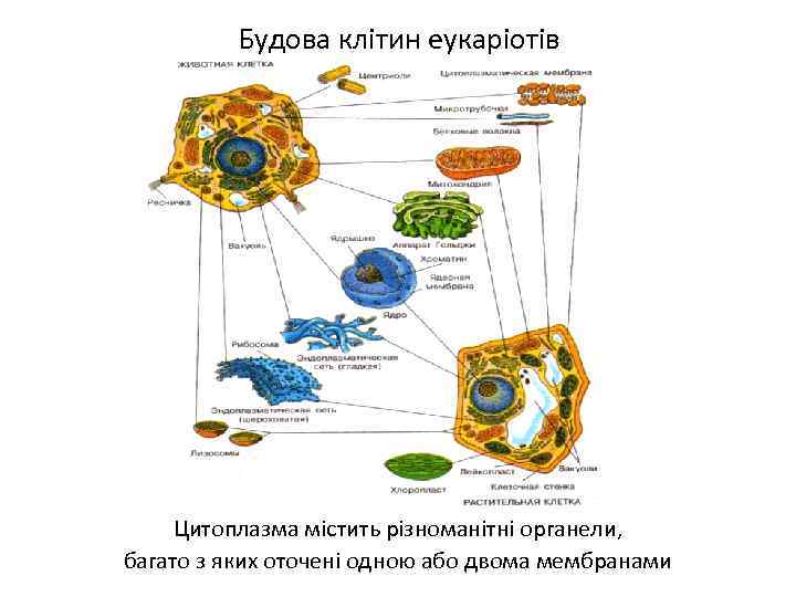 Будова клітин еукаріотів Цитоплазма містить різноманітні органели, багато з яких оточені одною або двома