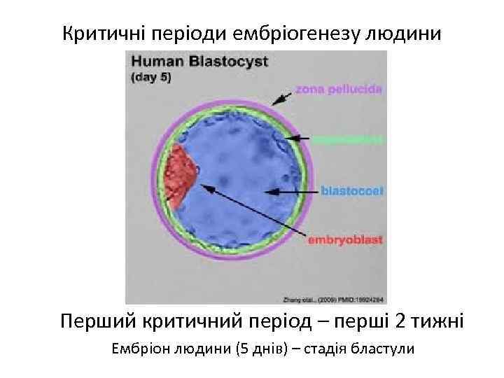 Критичні періоди ембріогенезу людини Перший критичний період – перші 2 тижні Ембріон людини (5