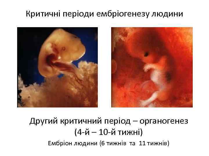 Критичні періоди ембріогенезу людини Другий критичний період – органогенез (4 -й – 10 -й