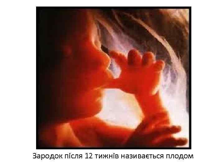 Зародок після 12 тижнів називається плодом 