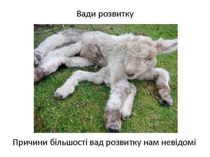 Вади розвитку Причини більшості вад розвитку нам невідомі 