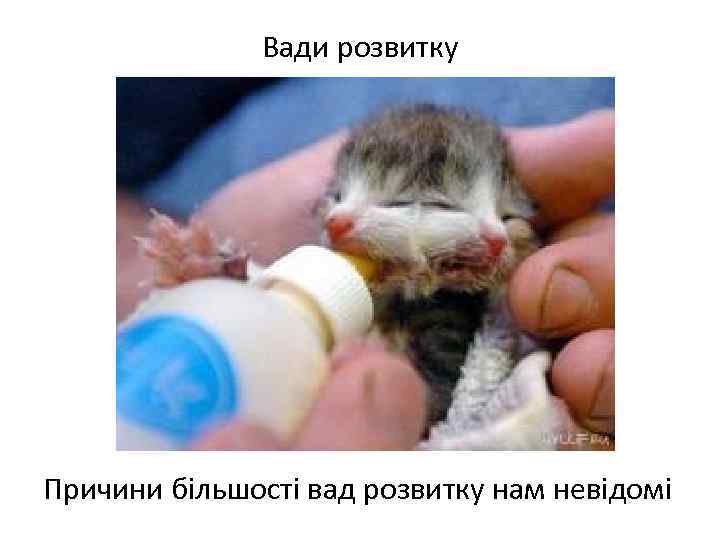Вади розвитку Причини більшості вад розвитку нам невідомі 