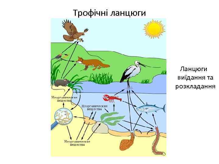 Трофічні ланцюги Ланцюги виїдання та розкладання 