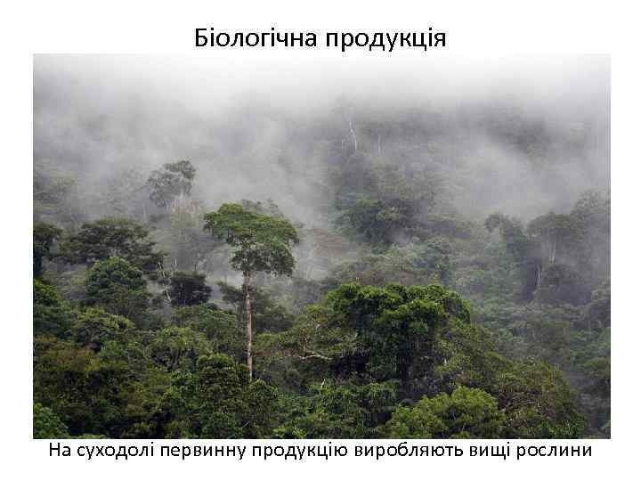 Біологічна продукція На суходолі первинну продукцію виробляють вищі рослини 