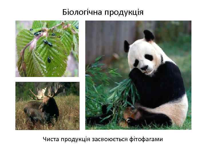 Біологічна продукція Чиста продукція засвоюється фітофагами 