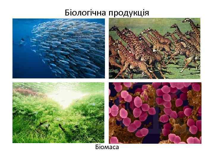Біологічна продукція Біомаса 