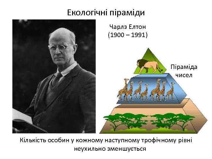 Екологічні піраміди Чарлз Елтон (1900 – 1991) Піраміда чисел Кількість особин у кожному наступному