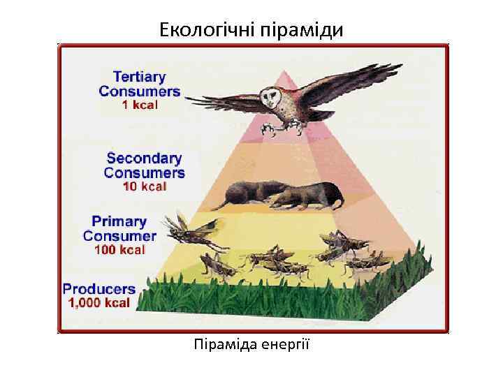 Екологічні піраміди Піраміда енергії 