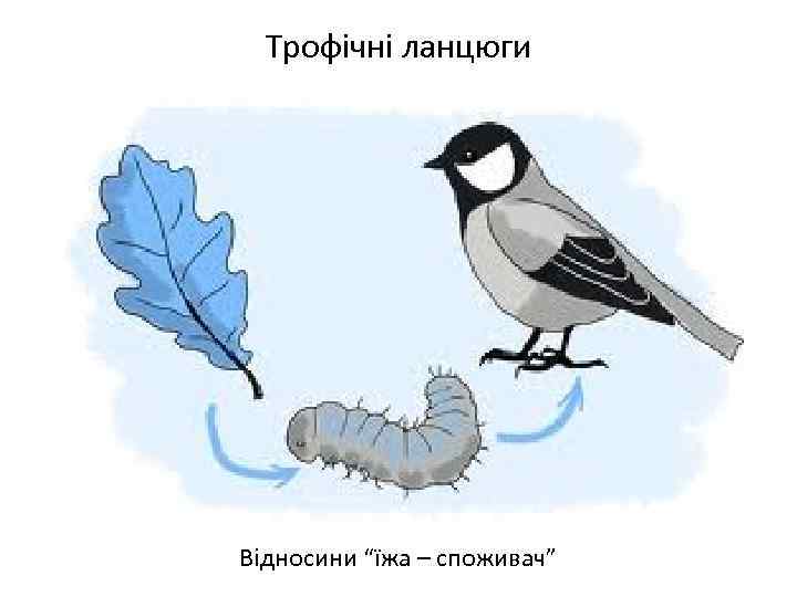 Трофічні ланцюги Відносини “їжа – споживач” 