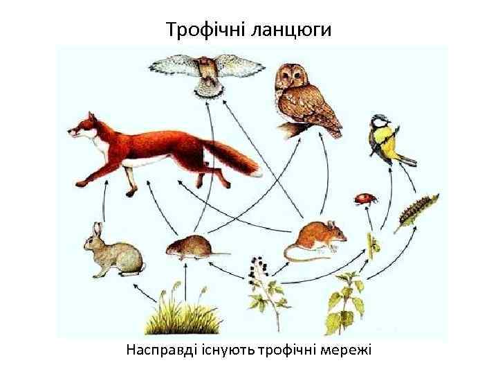 Трофічні ланцюги Насправді існують трофічні мережі 
