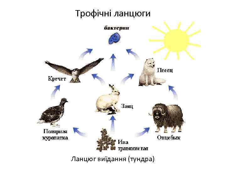 Трофічні ланцюги Ланцюг виїдання (тундра) 