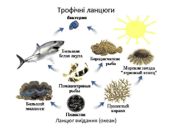 Трофічні ланцюги Ланцюг виїдання (океан) 