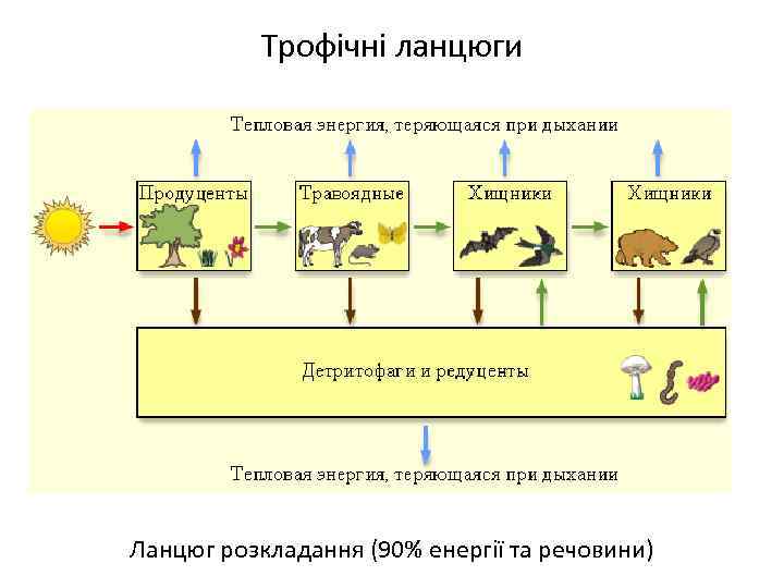 Трофічні ланцюги Ланцюг розкладання (90% енергії та речовини) 