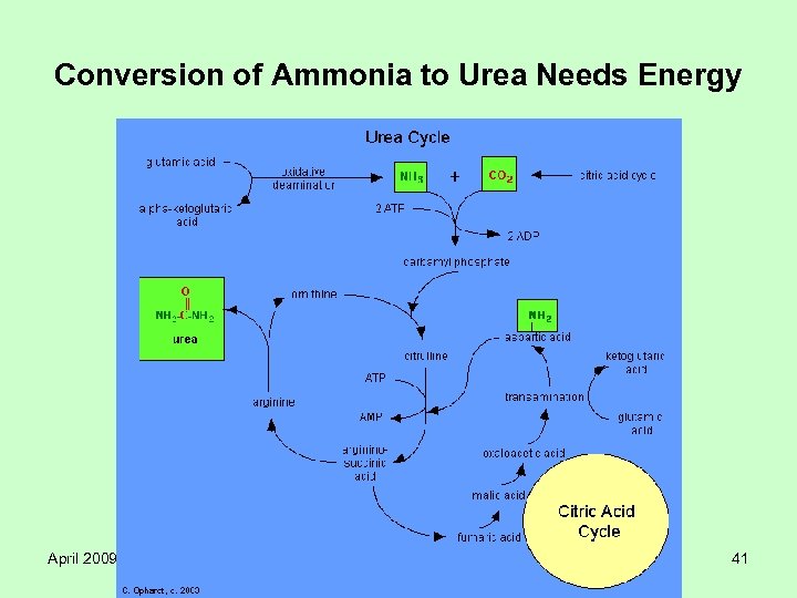 Conversion of Ammonia to Urea Needs Energy April 2009 Unipoint AG, Switzerland 41 