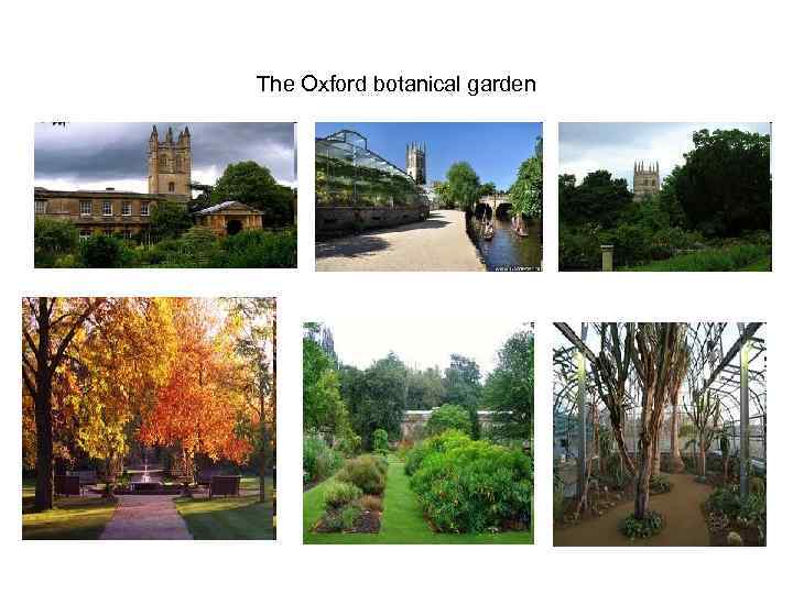 The Oxford botanical garden 