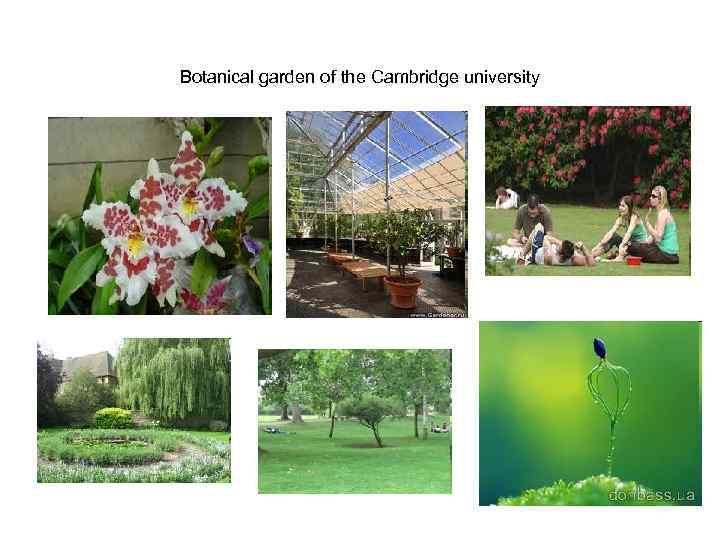 Botanical garden of the Cambridge university 