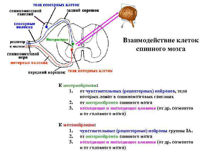 Взаимодействие клеток спинного мозга К интернейронам: 1. от чувствительных (рецепторных) нейронов, тела которых лежат
