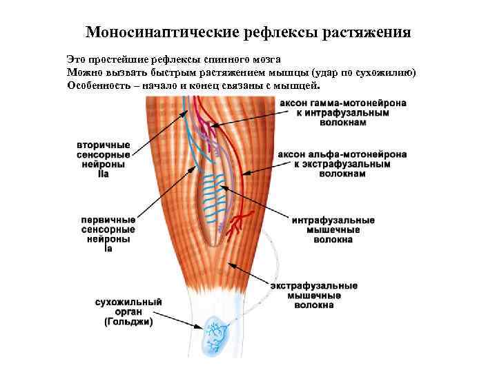 Моносинаптические рефлексы растяжения Это простейшие рефлексы спинного мозга Можно вызвать быстрым растяжением мышцы (удар