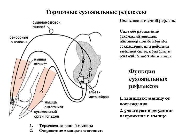 Тормозные сухожильные рефлексы Полисинаптический рефлекс Сильное растяжение сухожилий мышцы, например при ее мощном сокращении