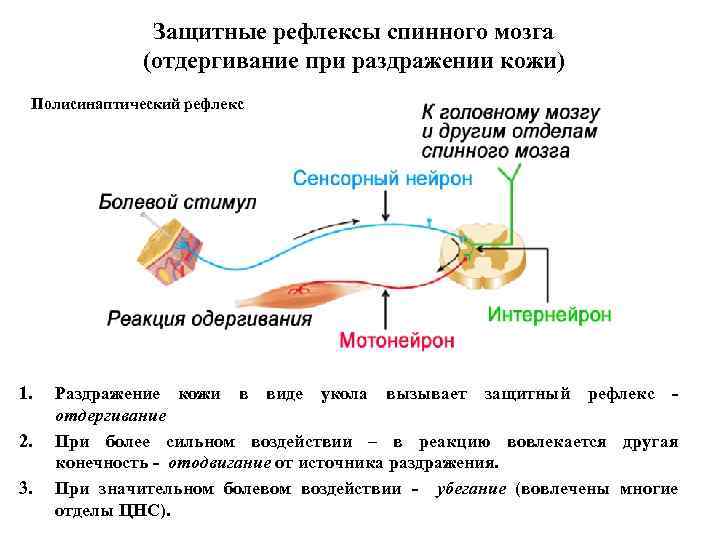 Рефлекс отдергивания руки от горячего