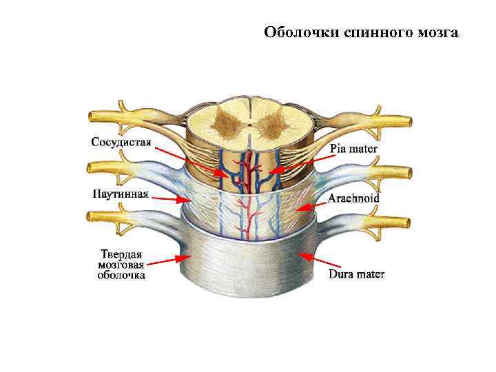 Оболочки спинного мозга 