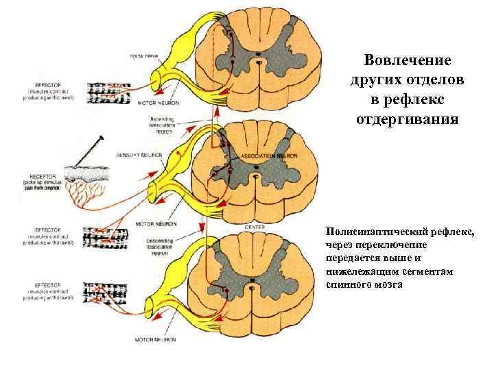5 спинномозговых рефлексов. Спинной мозг рефлексы спинного мозга. Рефлексы грудного отдела спинного мозга. Центры соматических рефлексов спинного мозга. Рефлексы спинного мозга таблица.