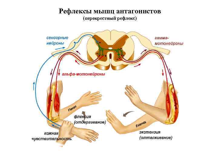 Рефлексы мышц антагонистов (перекрестный рефлекс) 