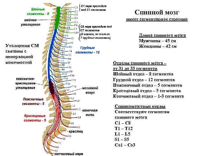 Спинной мозг имеет сегментарное строение Утолщения СМ связаны с иннервацией конечностей Длина спинного мозга