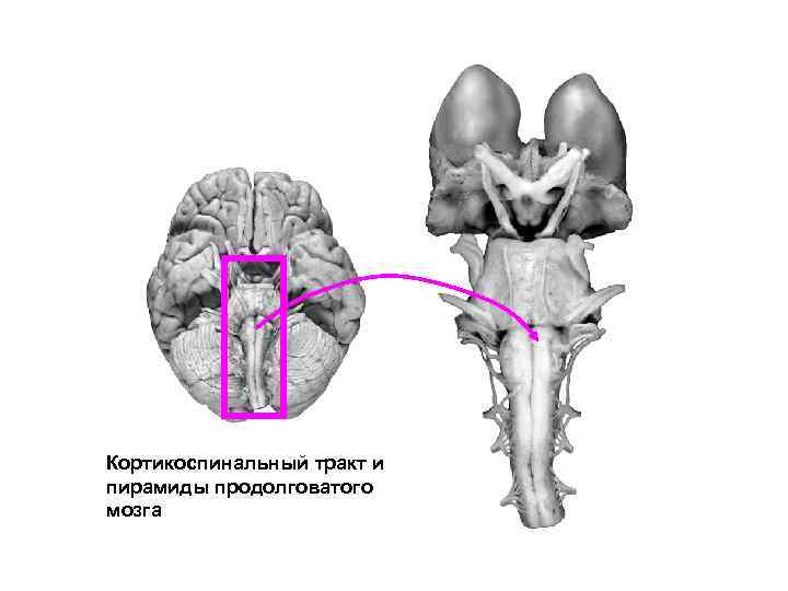 Кортикоспинальный тракт и пирамиды продолговатого мозга 
