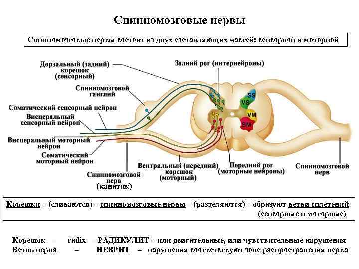Спинномозговые нервы состоят из двух составляющих частей: сенсорной и моторной (канатик) Корешки – (сливаются)