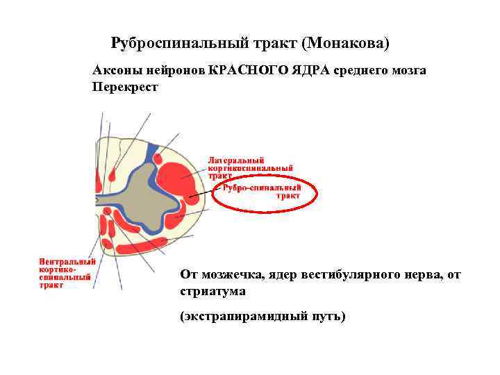 Руброспинальный тракт (Монакова) Аксоны нейронов КРАСНОГО ЯДРА среднего мозга Перекрест От мозжечка, ядер вестибулярного