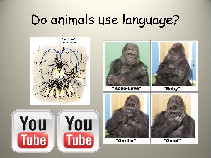Do animals use language? 