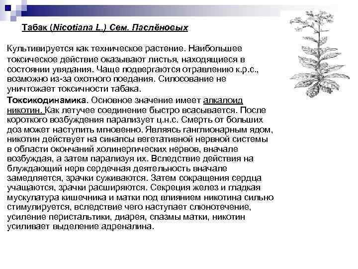 Табак (Nicotiana L. ) Сем. Паслёновых Культивируется как техническое растение. Наибольшее токсическое действие оказывают