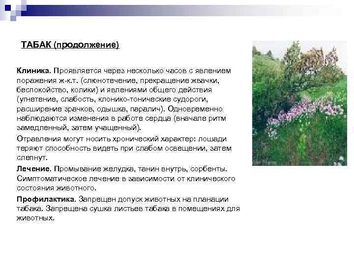 ТАБАК (продолжение) Клиника. Проявляется через несколько часов с явлением поражения ж-к. т. (слюнотечение, прекращение