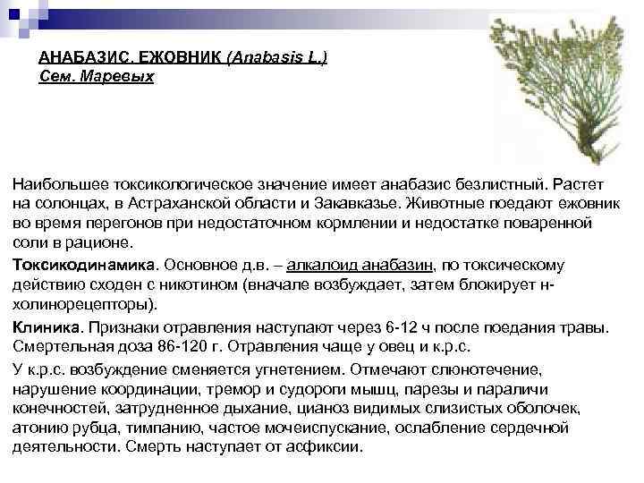 АНАБАЗИС. ЕЖОВНИК (Anabasis L. ) Сем. Маревых Наибольшее токсикологическое значение имеет анабазис безлистный. Растет