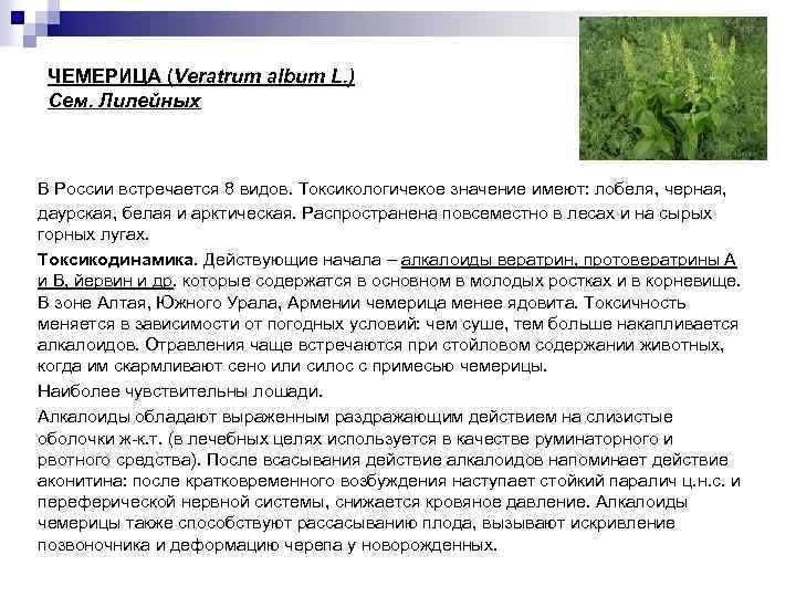 ЧЕМЕРИЦА (Veratrum album L. ) Сем. Лилейных В России встречается 8 видов. Токсикологичекое значение