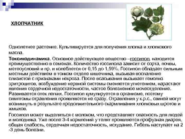 ХЛОПЧАТНИК Однолетнее растение. Культивируется для получения хлопка и хлопкового масла. Токсикодинамика. Основное действующее вещество