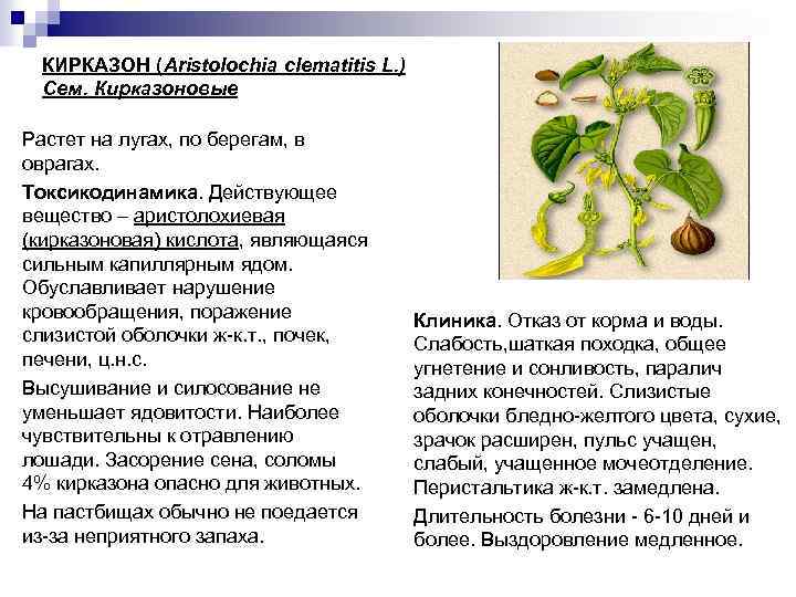 КИРКАЗОН (Aristolochia clematitis L. ) Сем. Кирказоновые Растет на лугах, по берегам, в оврагах.