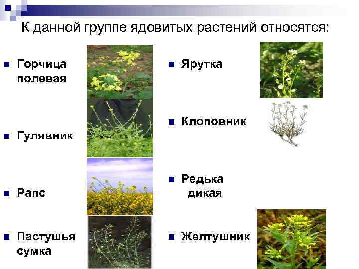 К данной группе ядовитых растений относятся: Ярутка Клоповник n n Горчица полевая n n