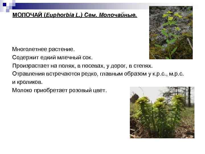 МОЛОЧАЙ (Euphorbia L. ) Сем. Молочайные. Многолетнее растение. Содержит едкий млечный сок. Произрастает на
