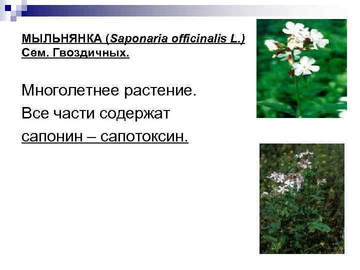 МЫЛЬНЯНКА (Saponaria officinalis L. ) Сем. Гвоздичных. Многолетнее растение. Все части содержат сапонин –
