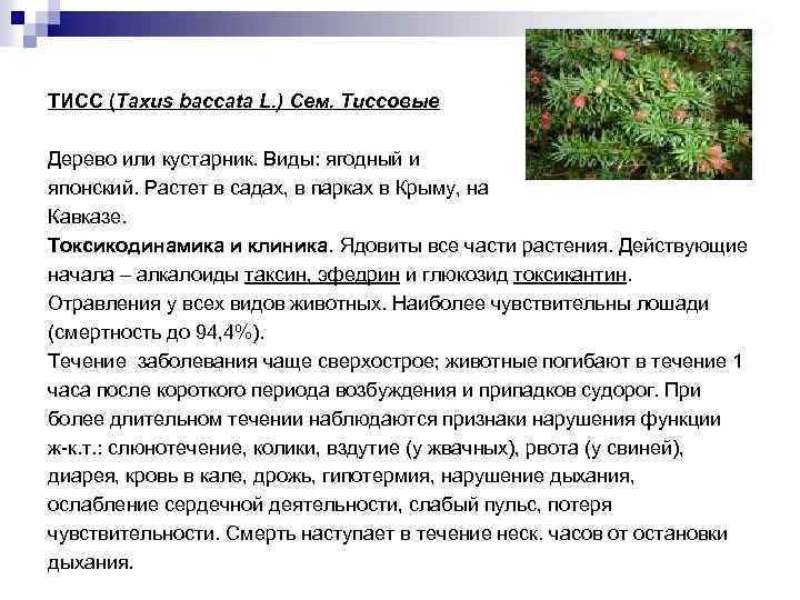 ТИСС (Taxus baccata L. ) Сем. Тиссовые Дерево или кустарник. Виды: ягодный и японский.