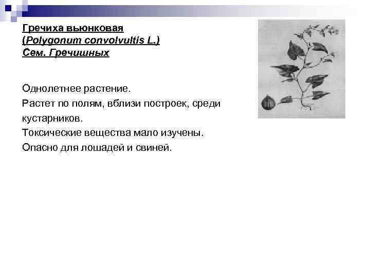Гречиха вьюнковая (Polygonum convolvultis L. ) Сем. Гречишных Однолетнее растение. Растет по полям, вблизи
