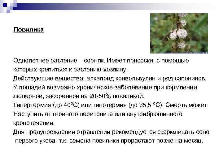 Повилика Однолетнее растение – сорняк. Имеет присоски, с помощью которых крепиться к растению-хозяину. Действующие