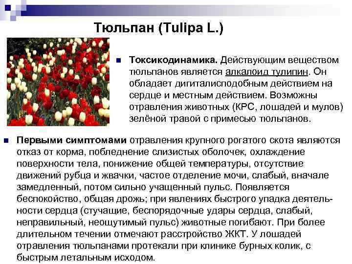 Тюльпан (Tulipa L. ) n n Токсикодинамика. Действующим веществом тюльпанов является алкалоид тулипин. Он